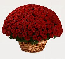 Премиум букет из: Розы в Новоалександровске